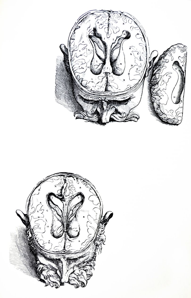 Lautaset De Humani Corporis Fabrican seitsemännestä kirjasta tekijältä Andreas Vesalius