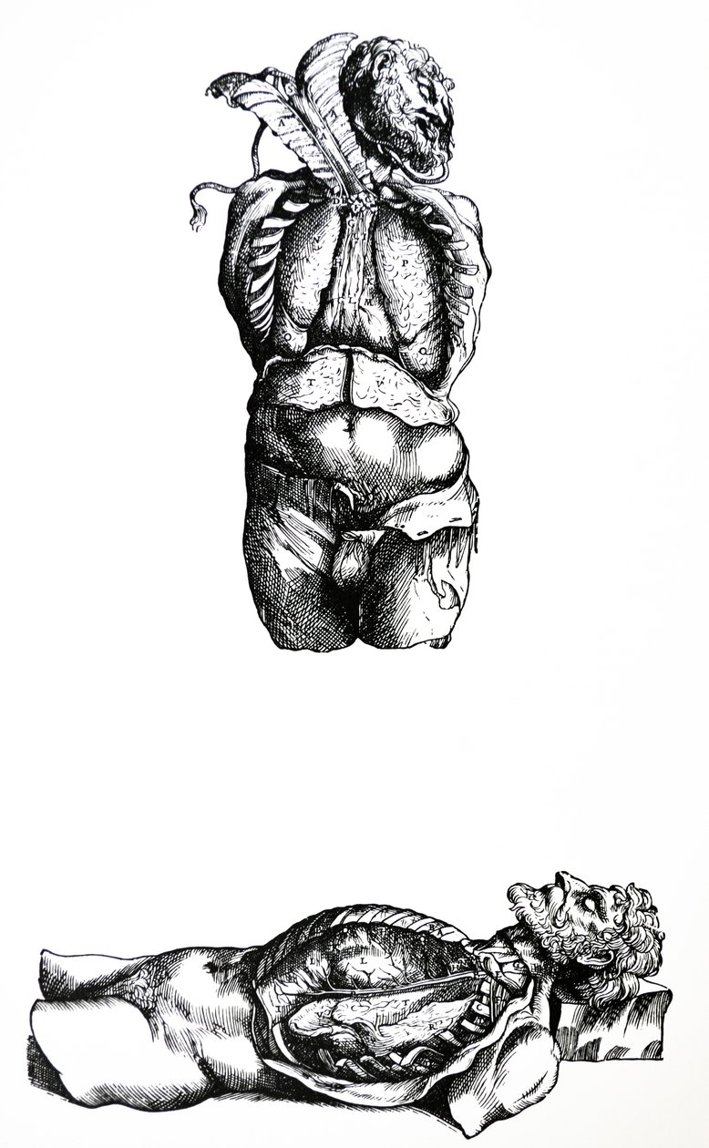De Humani Corporis Fabrican kuudennen kirjan lautaset tekijältä Andreas Vesalius