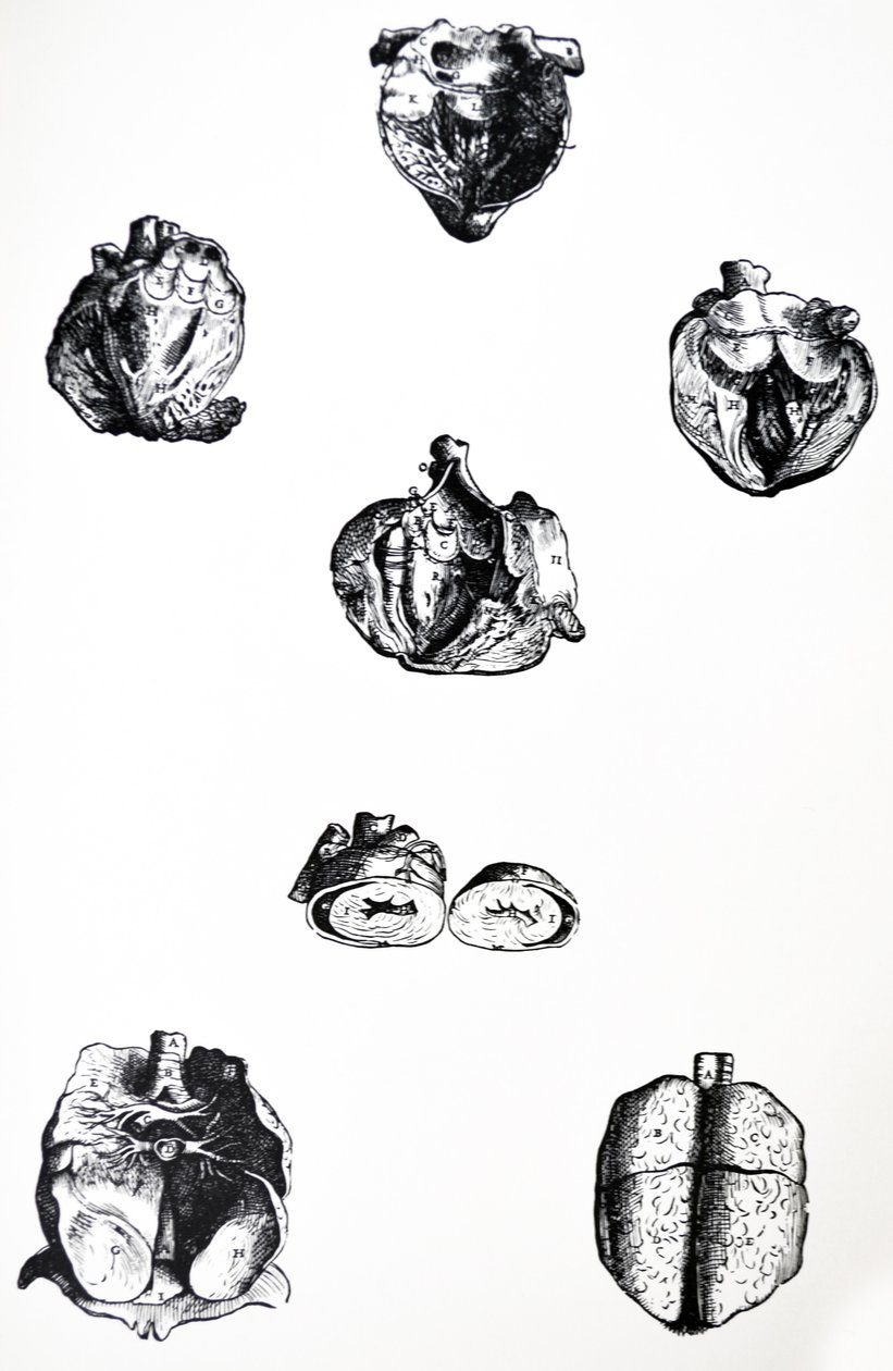 De Humani Corporis Fabrican kuudennen kirjan lautaset tekijältä Andreas Vesalius