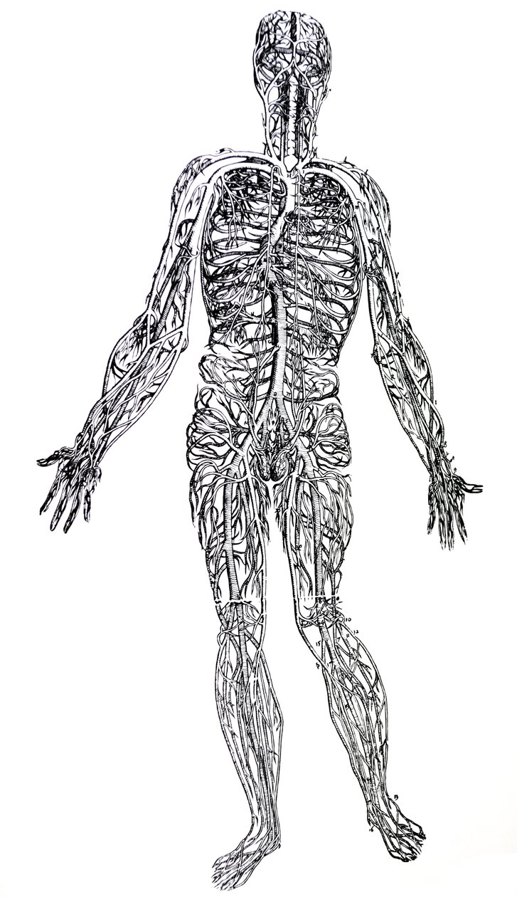 Lautaset De Humani Corporis Fabrican kolmannesta kirjasta tekijältä Andreas Vesalius