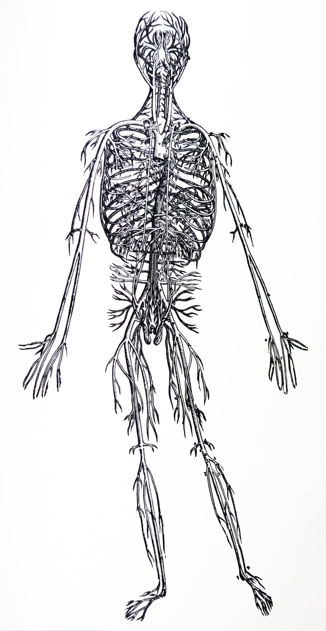 Lautaset De Humani Corporis Fabrican kolmannesta kirjasta tekijältä Andreas Vesalius