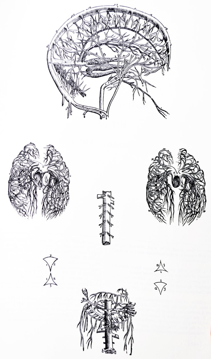 Lautaset De Humani Corporis Fabrican kolmannesta kirjasta tekijältä Andreas Vesalius