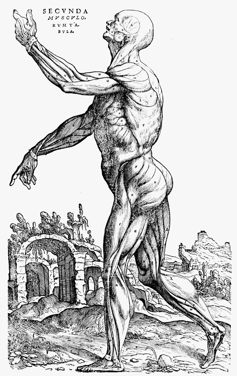 Toinen lihaslevy, De humani corporis fabrican II kirjasta, 1543 tekijältä Andreas Vesalius