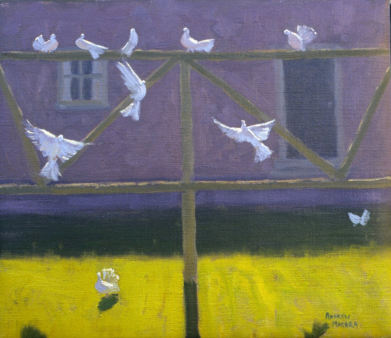 Kyyhkyset, 1999 tekijältä Andrew Macara