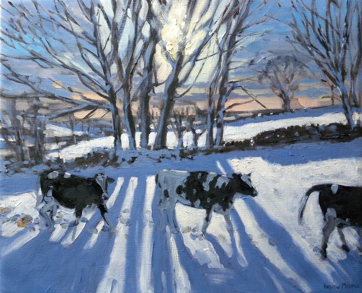 Friisiläiset lehmät, 2009 tekijältä Andrew Macara
