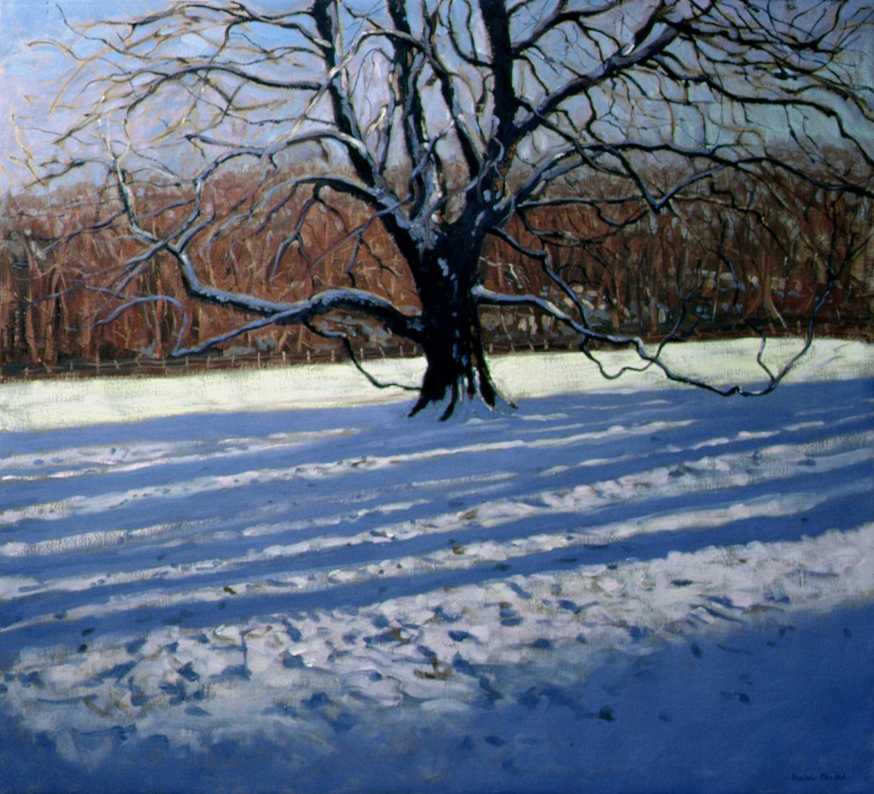 Suuri puu, lumi, Calke Abbey tekijältä Andrew Macara