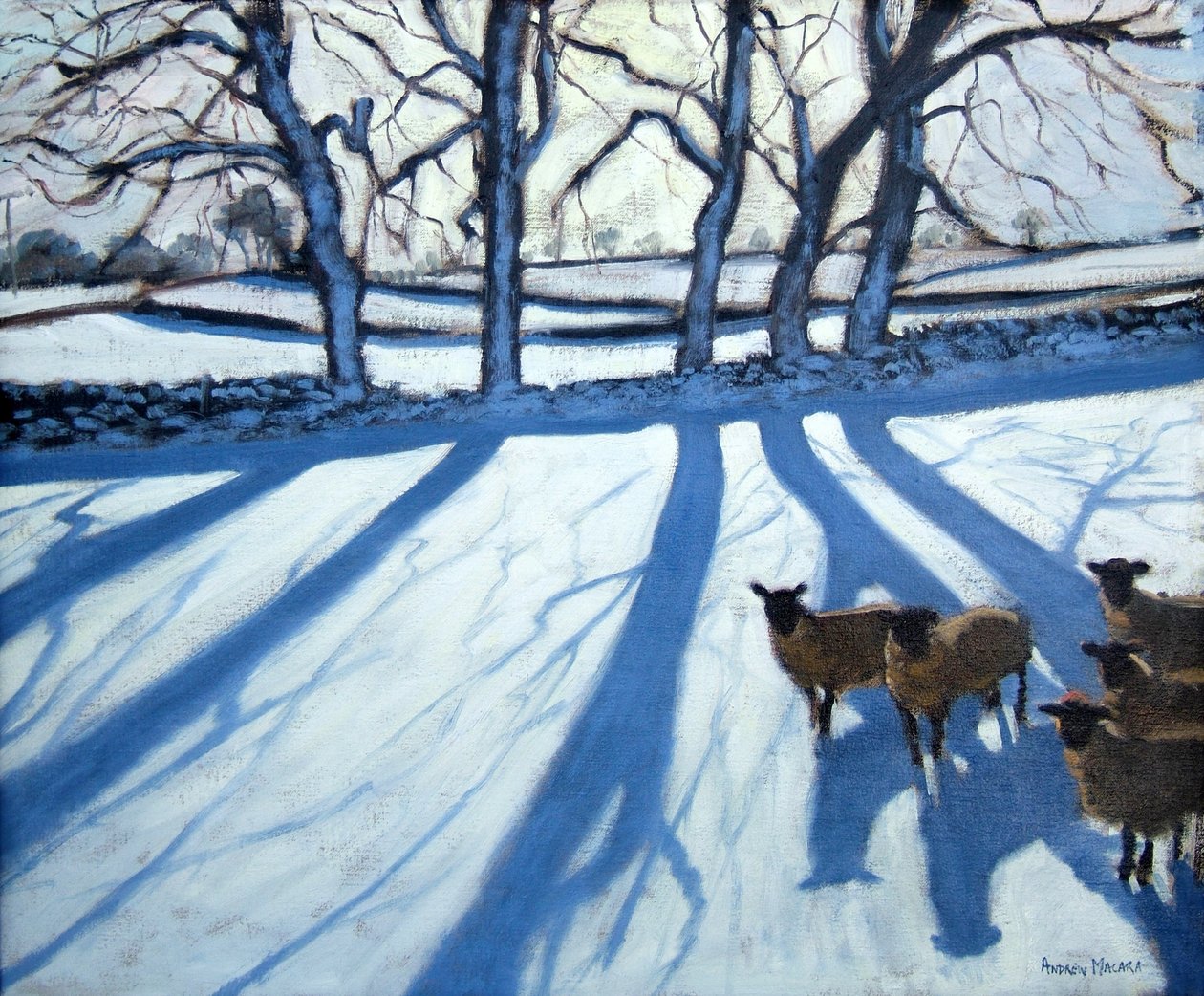 Lampaat lumessa, Derbyshire tekijältä Andrew Macara