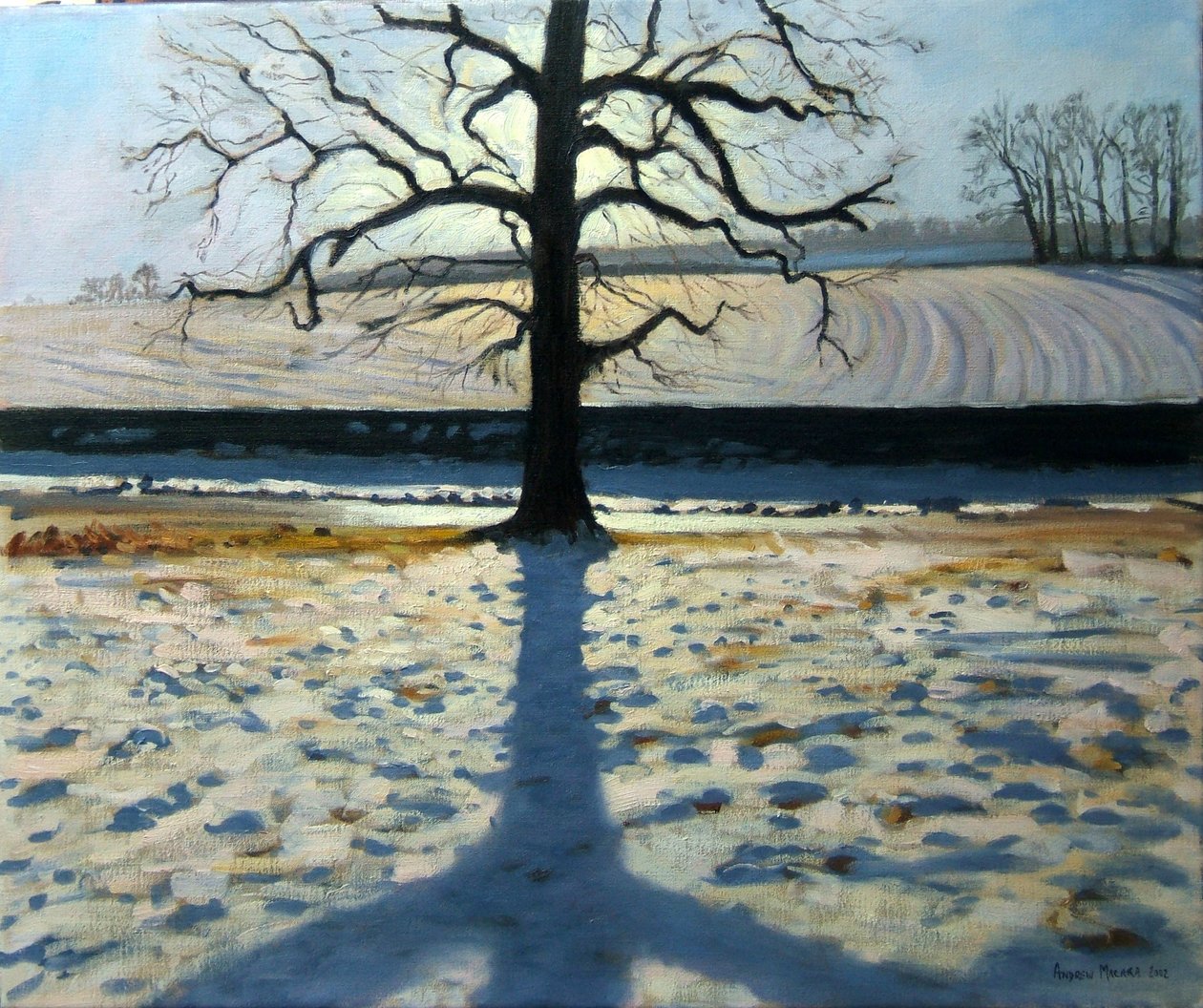 Tree and Shadow, Calke Abbey, Derbyshire tekijältä Andrew Macara