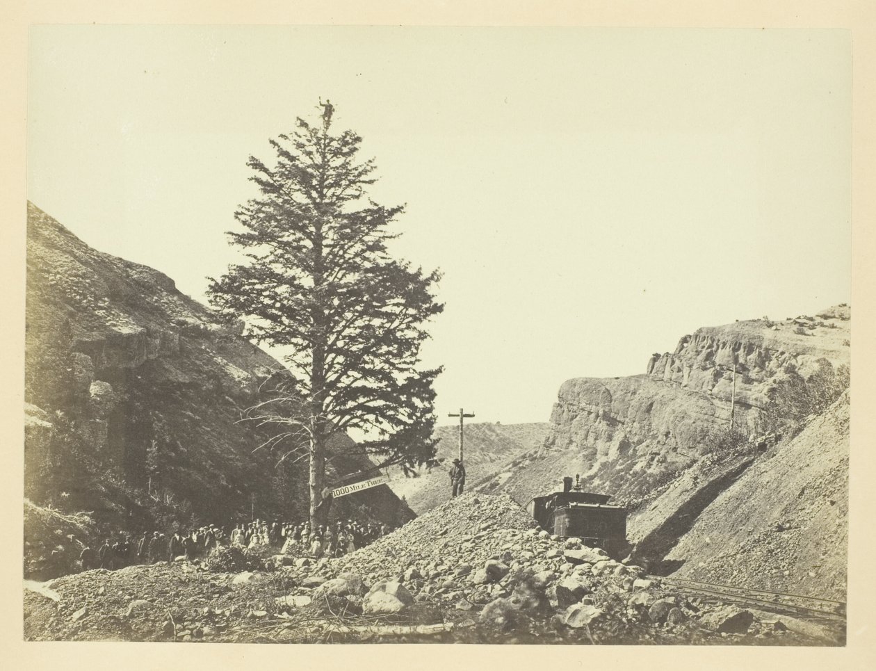 Thousand Mile Tree, Wilhelminan sola tekijältä Andrew Joseph Russell