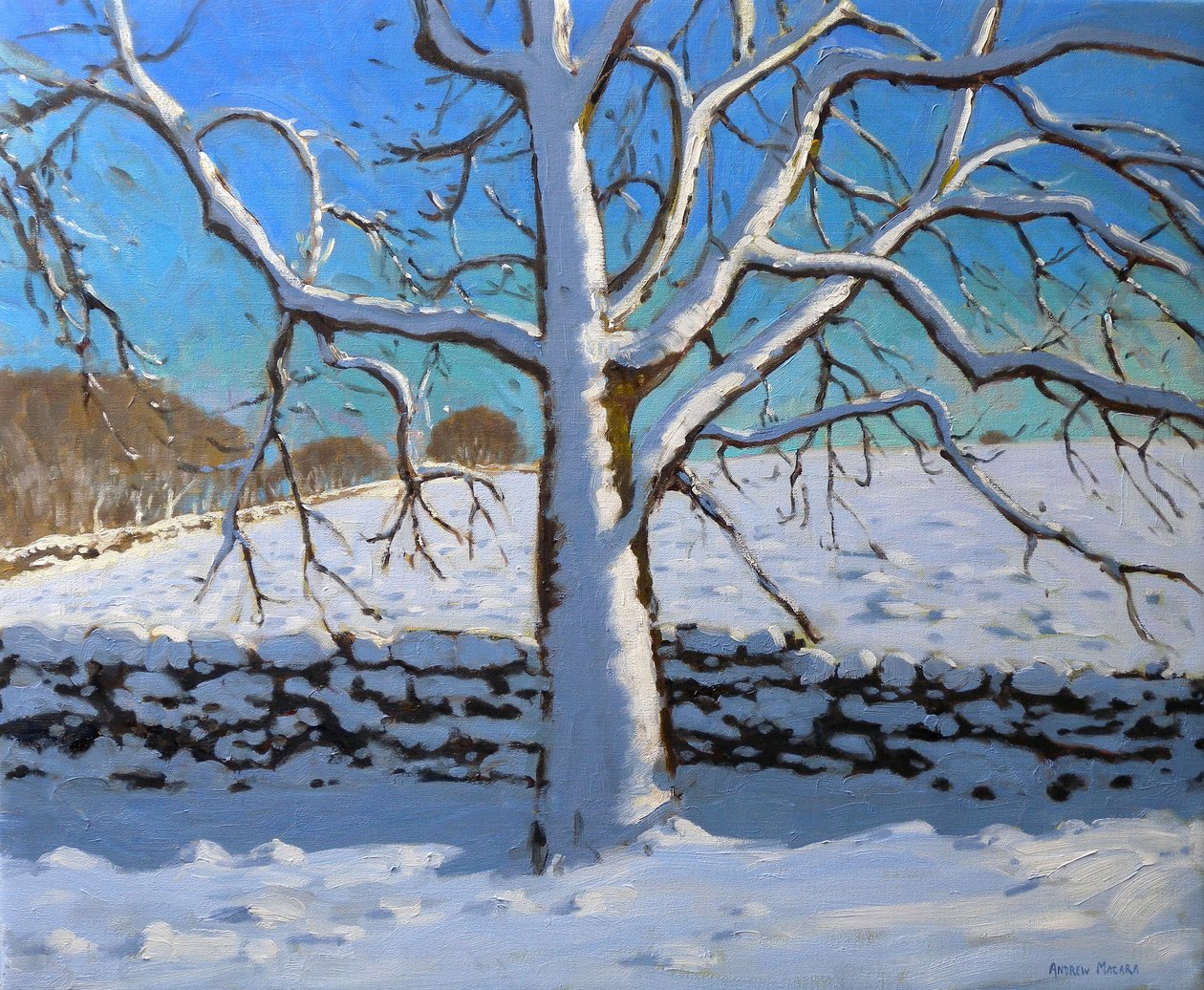 Snow Covered Tree, 2011 (öljy kankaalle) tekijältä Andrew Macara