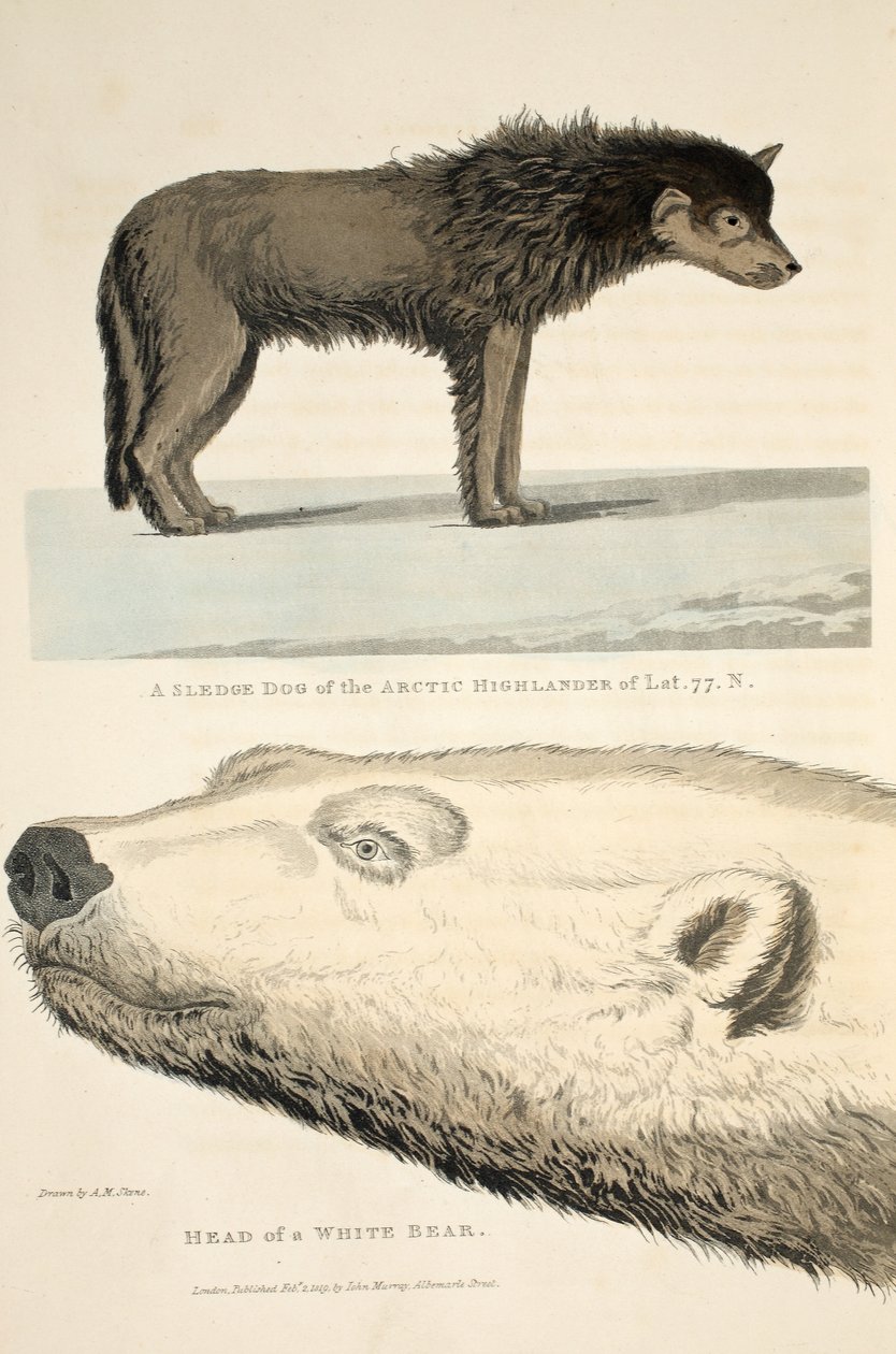 Arctic Highlanderin rekikoira ja valkokarhun pää, kuvitus teoksesta "Löytömatka...", 1819 tekijältä Andrew Motz Skene