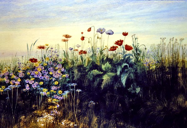 Wild Flowers (akvarelli paperille) tekijältä Andrew Nicholl