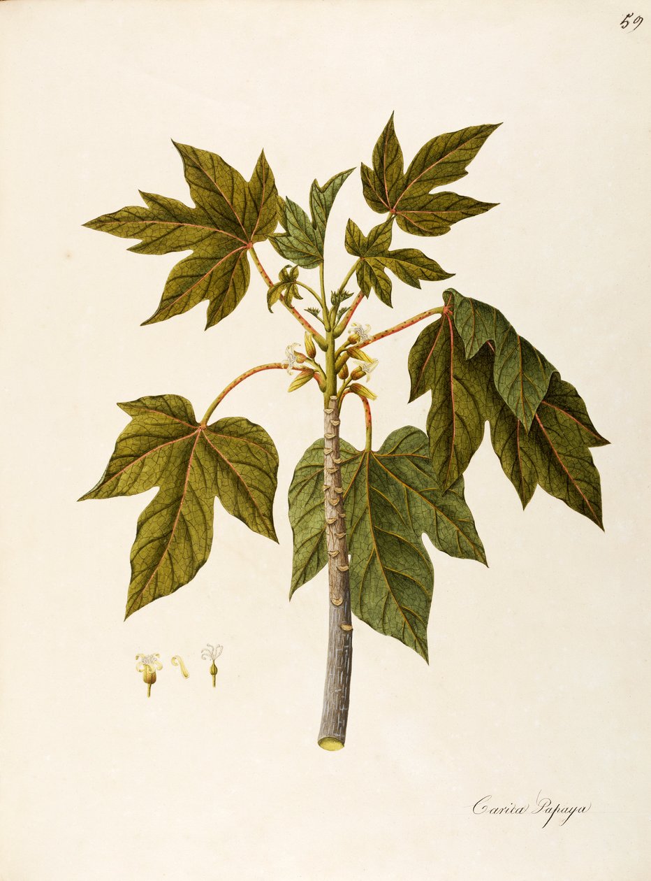Papaija (Carica papaya), Caricaceae, lämmin kasvihuonepuu, jolla on pysyviä lehtiä, viljelty hedelmänsä vuoksi, kotoisin trooppisesta Amerikasta, vesiväri tekijältä Angela Rossi Bottione