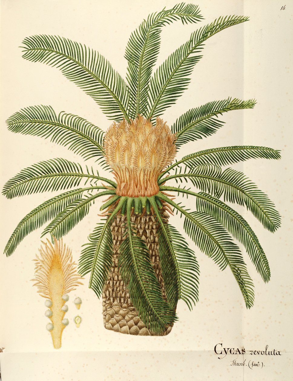 Saagopalmu (Cycas revoluta Thunb), Angela Rossi Bottionen Cycadaceae, vesiväri tekijältä Angela Rossi Bottione