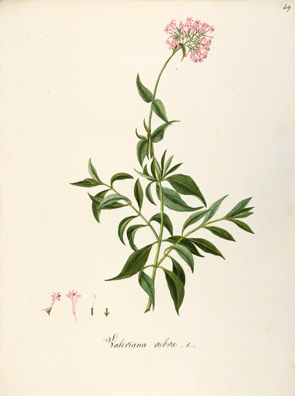 Valerianaceae, Red Valerian (Centranthus ruber), Ruohoinen monivuotinen kasvi kukkapenkkiin tai kivipuutarhoihin, spontaani Italiassa, Angela Rossi Bottione ja työtoverit, akvarelli tekijältä Angela Rossi Bottione