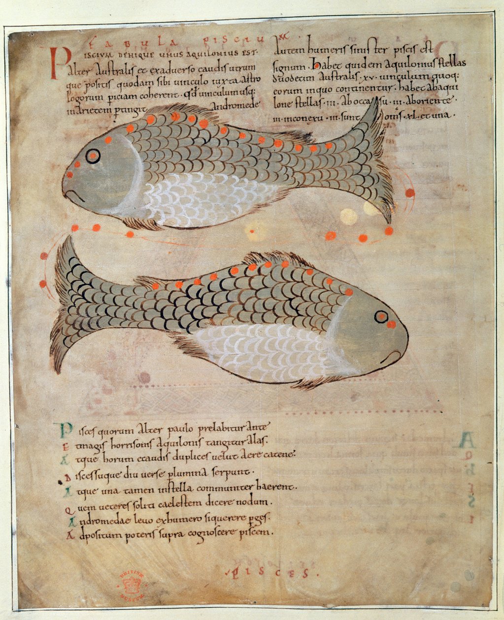 Cott Tib B V Par I 33v The Constellation Pisces elokuvasta "Marvels of the East", n. 1030 (vellum) tekijältä Anglo Saxon