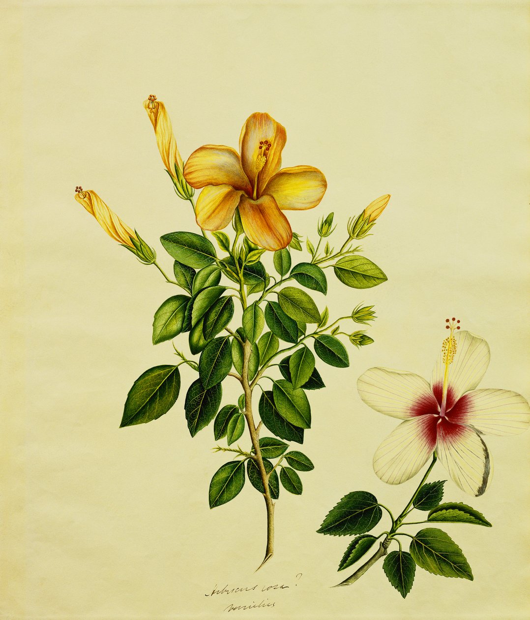 Studies of Hibisci, an Aloe ja muut, n. 1840 tekijältä Anglo Indian School