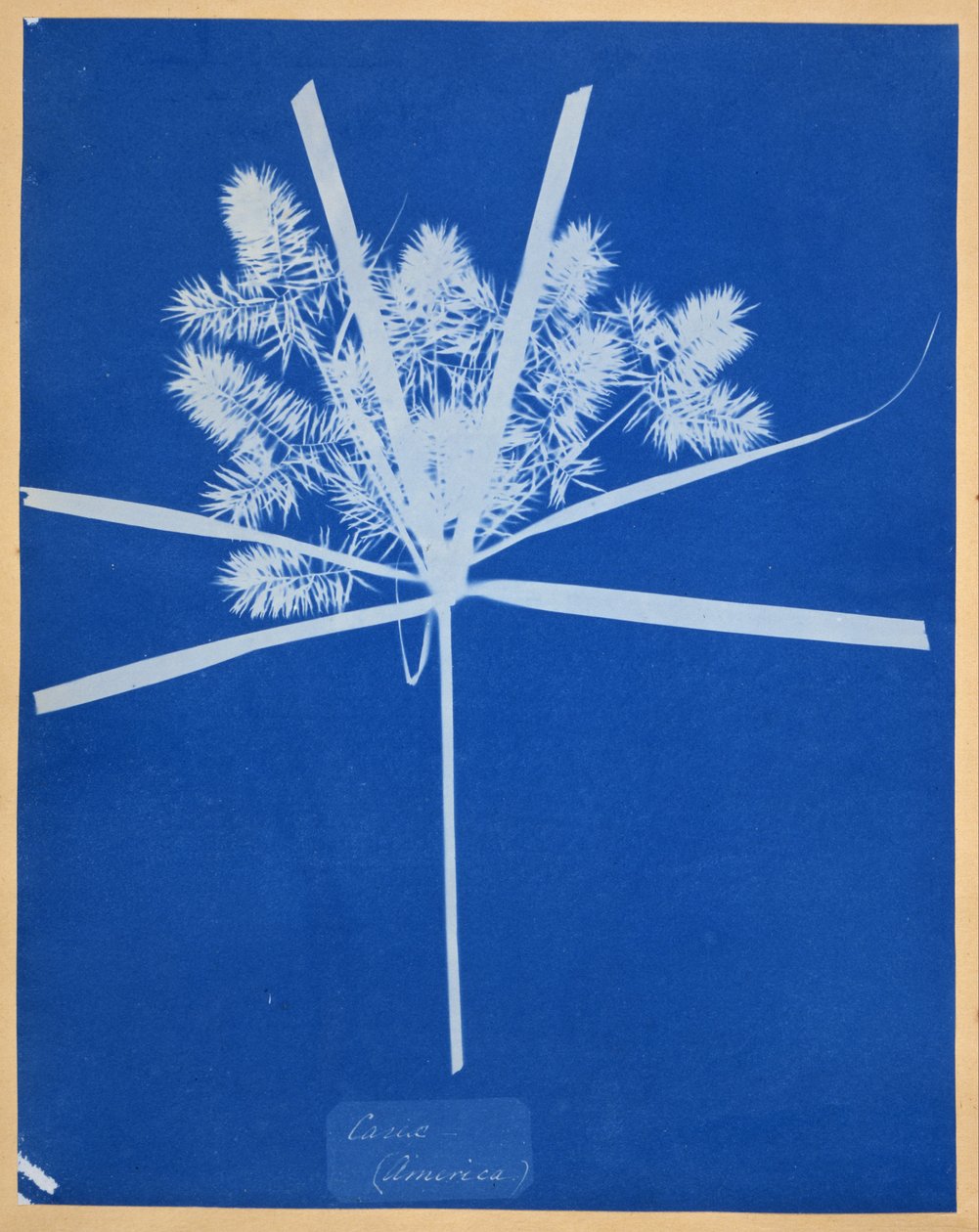 Carix (Amerikka) tekijältä Anna Atkins