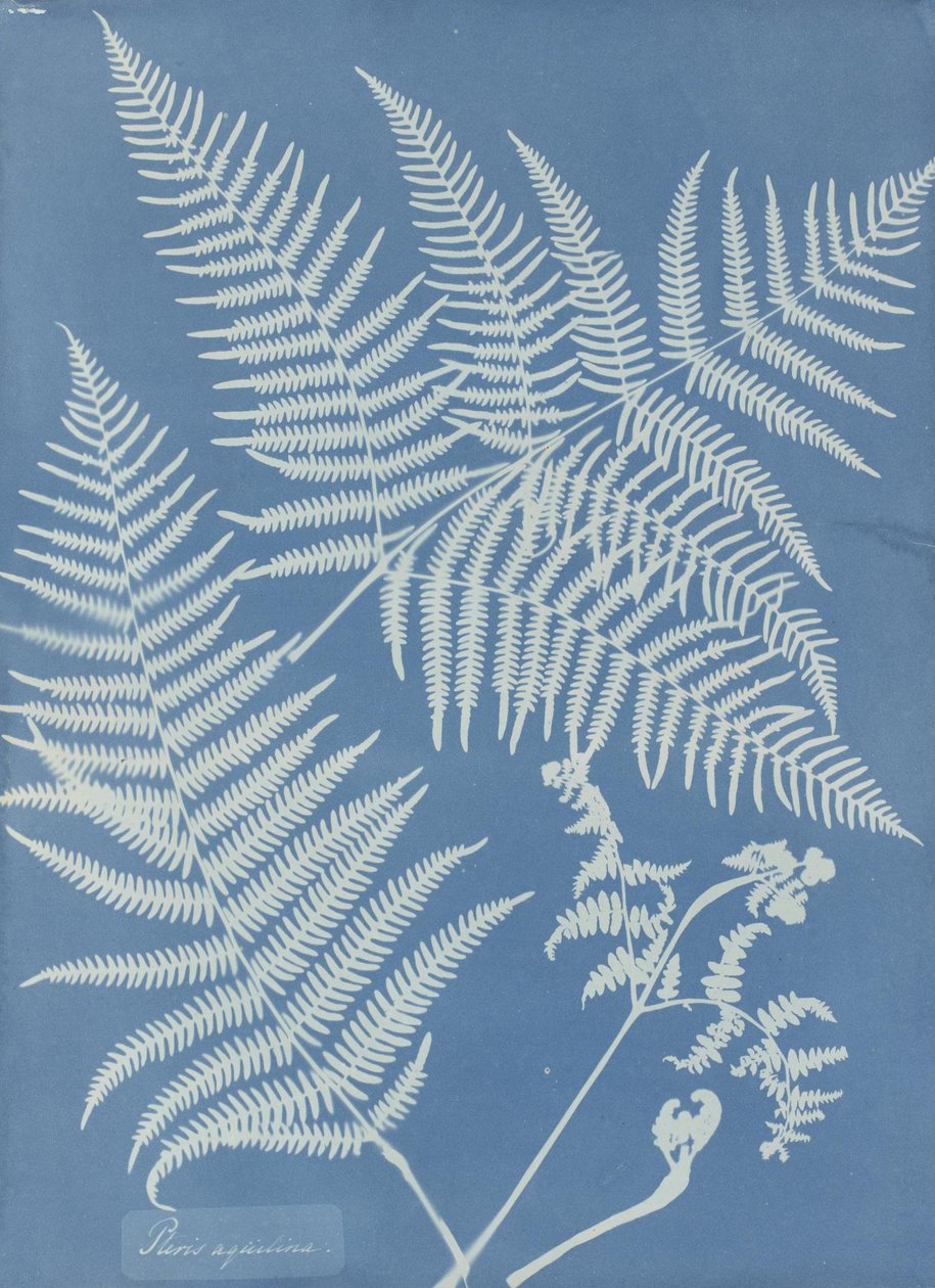 Pteris aquilina tekijältä Anna Atkins