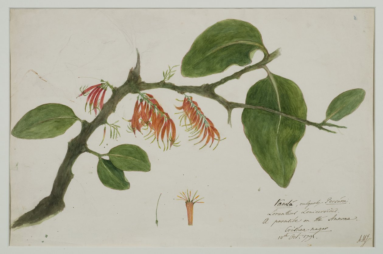 Dendrophthoe falcata (oranssi misteli), 1785 (wc paperilla) tekijältä Anna Maria Jones