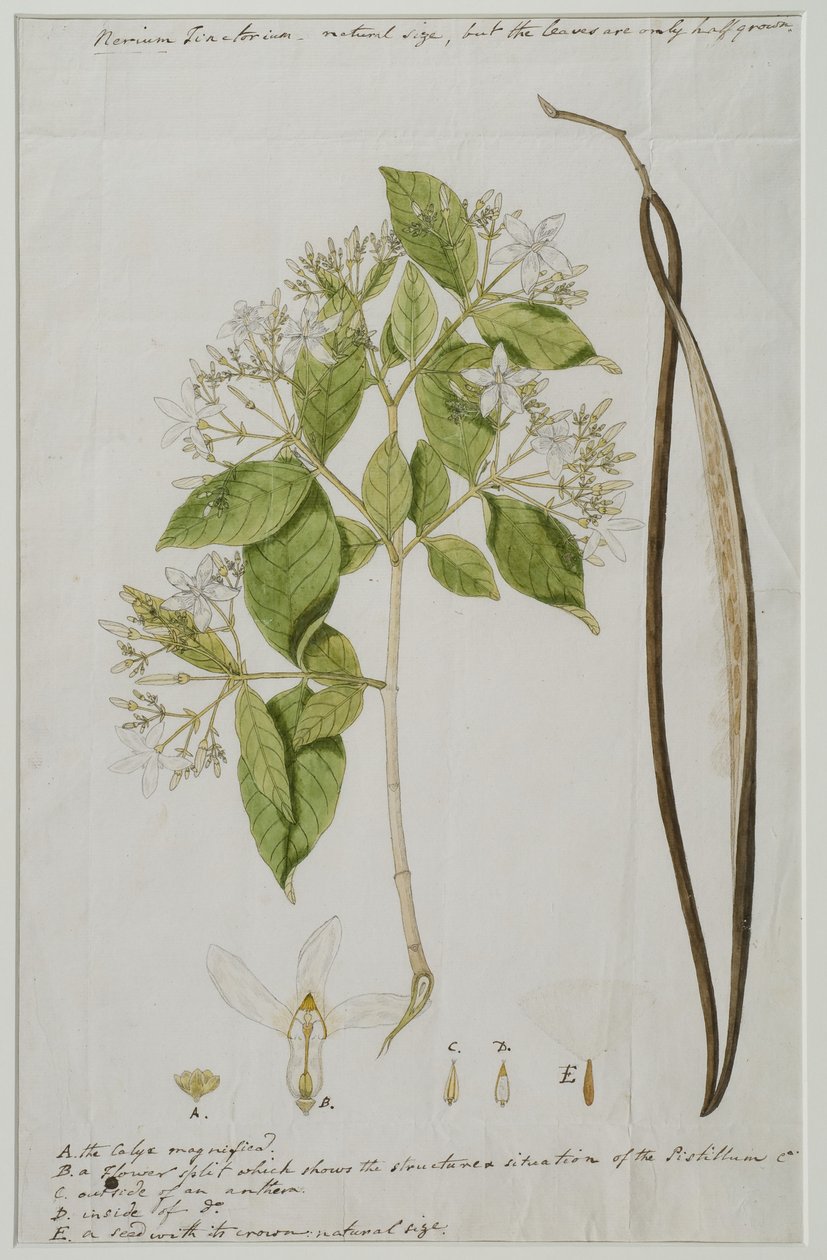 Wrightia tinctoria (Roxb.) R, 1785 (wc paperilla) tekijältä Anna Maria Jones