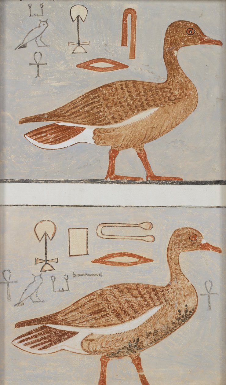 Kopio seinämaalauksesta Kaemankhin yksityishaudasta, III, 1, 132, Giza, hanhet, 1900-luku tekijältä Anna