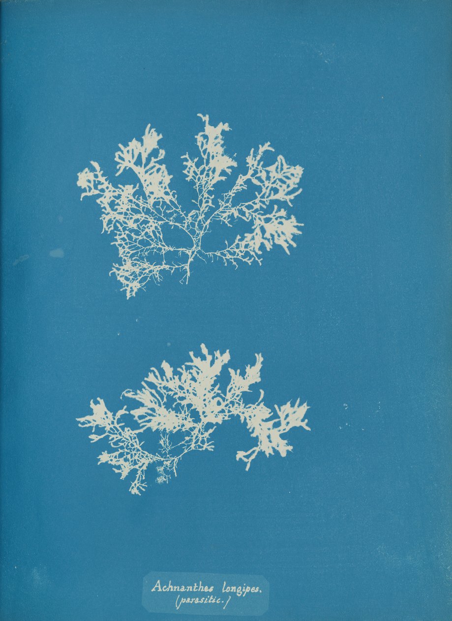 Achnanthes longipes. paràsit., ca. 1853. finlandès tekijältä Anna Atkins