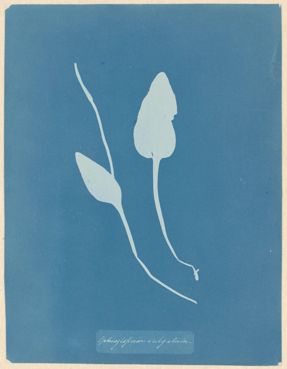Addertong tekijältä Anna Atkins