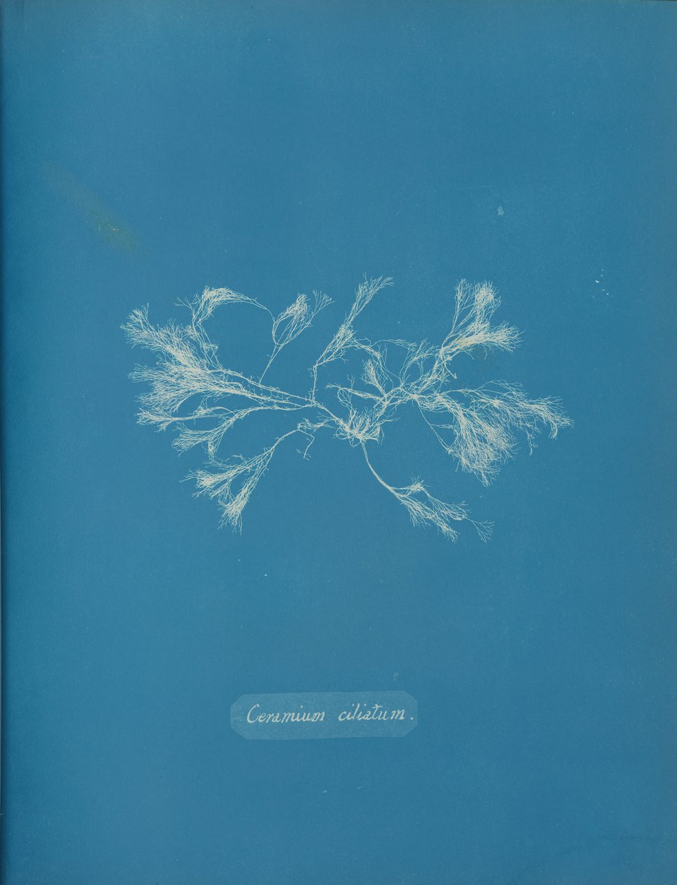 Särmäinen keramiikka, n. 1853 tekijältä Anna Atkins