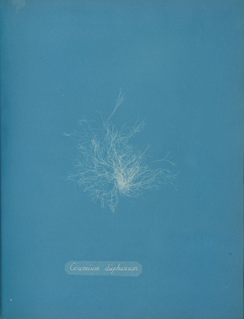 Läpinäkyvää keramiikkaa, n. 1853 tekijältä Anna Atkins