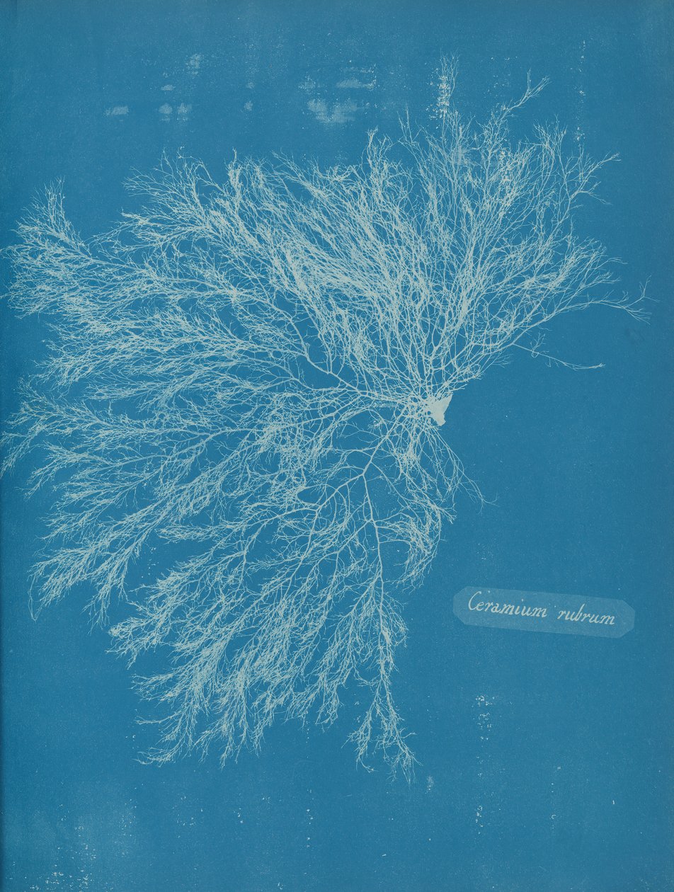 Punainen keramiikka, n. 1853 tekijältä Anna Atkins
