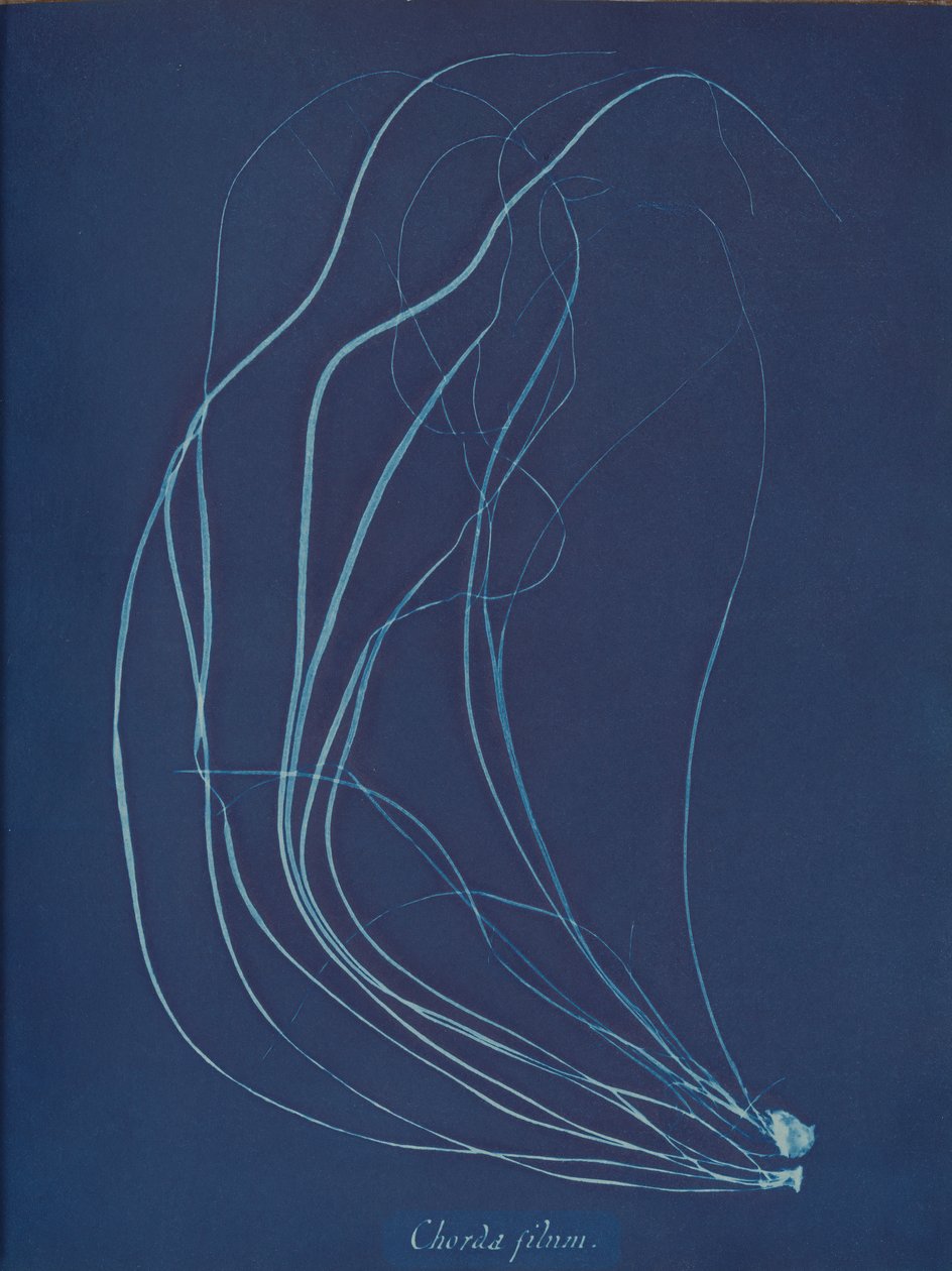Lanka, n. 1853 tekijältä Anna Atkins