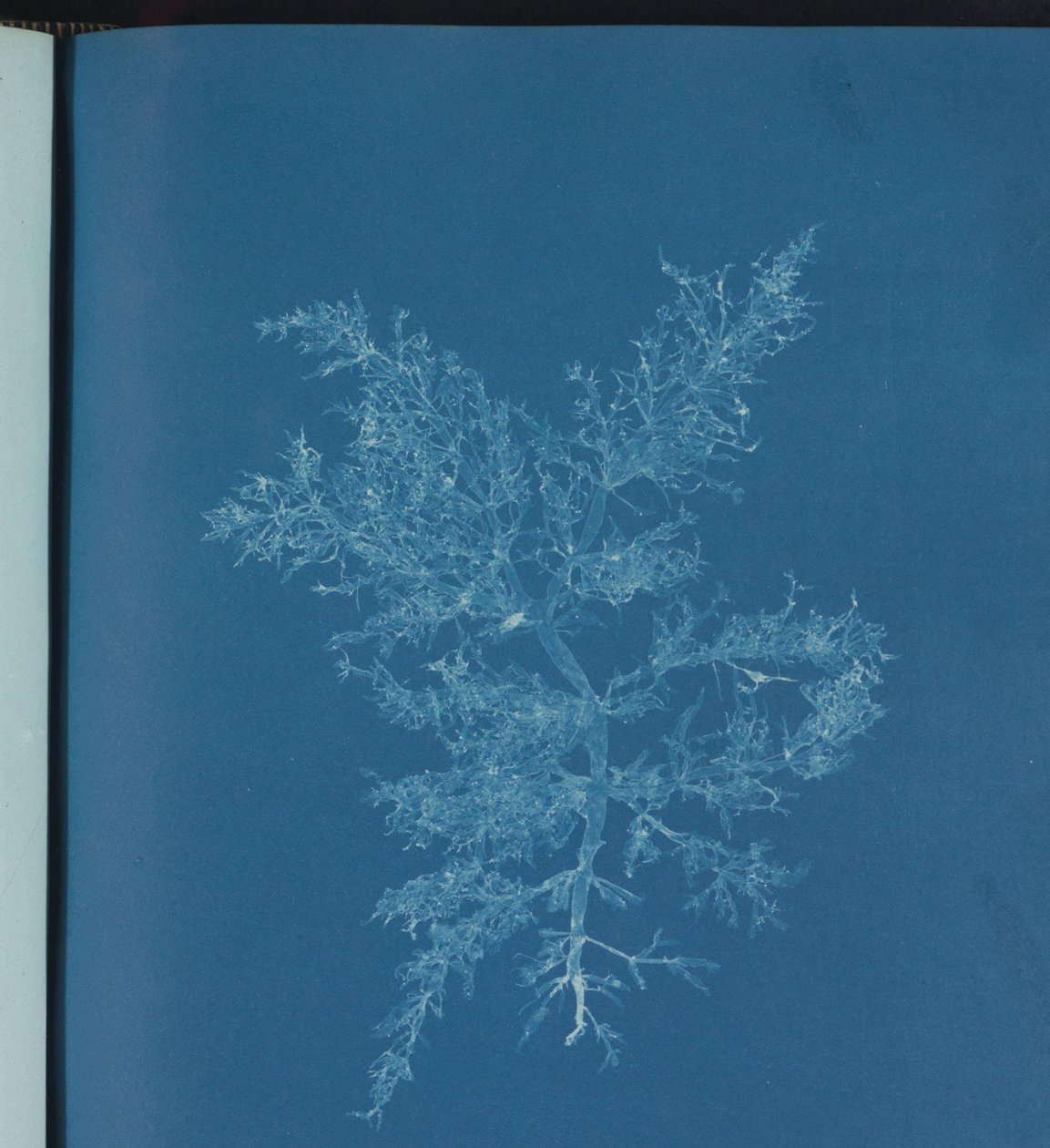 Chylocladia kaliformis tekijältä Anna Atkins