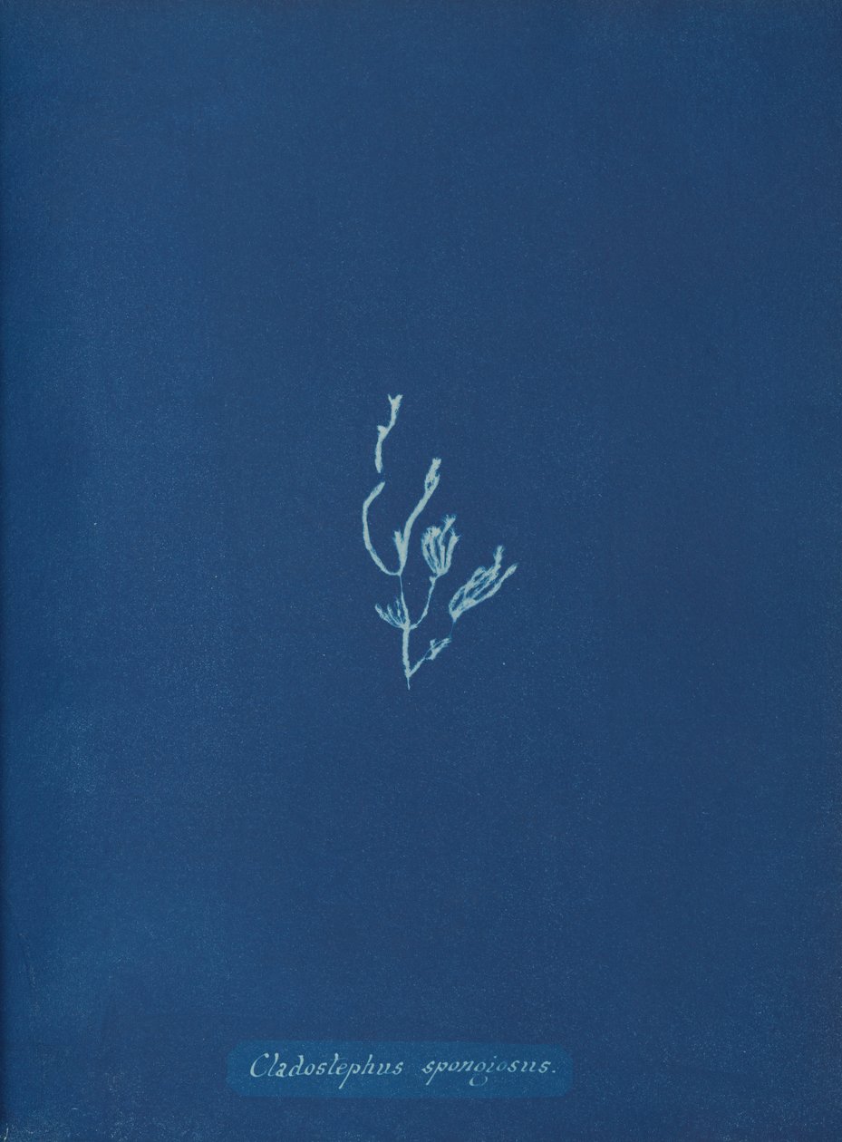 Cladostephus spongiosus, n. 1853 tekijältä Anna Atkins