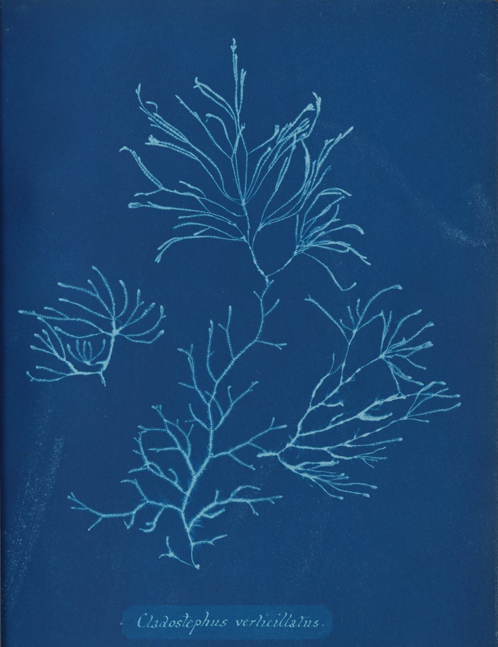 Cladostephus verticillatus, n. 1853 tekijältä Anna Atkins