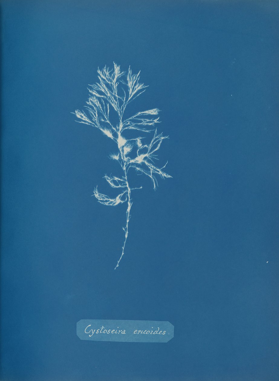 Cystoseira ericoides, n. 1853. tekijältä Anna Atkins