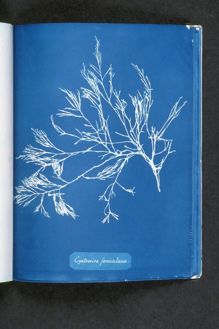 Cystoseira foeniculacea, teoksesta "Photographs of British Algae: Cyanotype Impressions", julkaistu 1843-53 tekijältä Anna Atkins