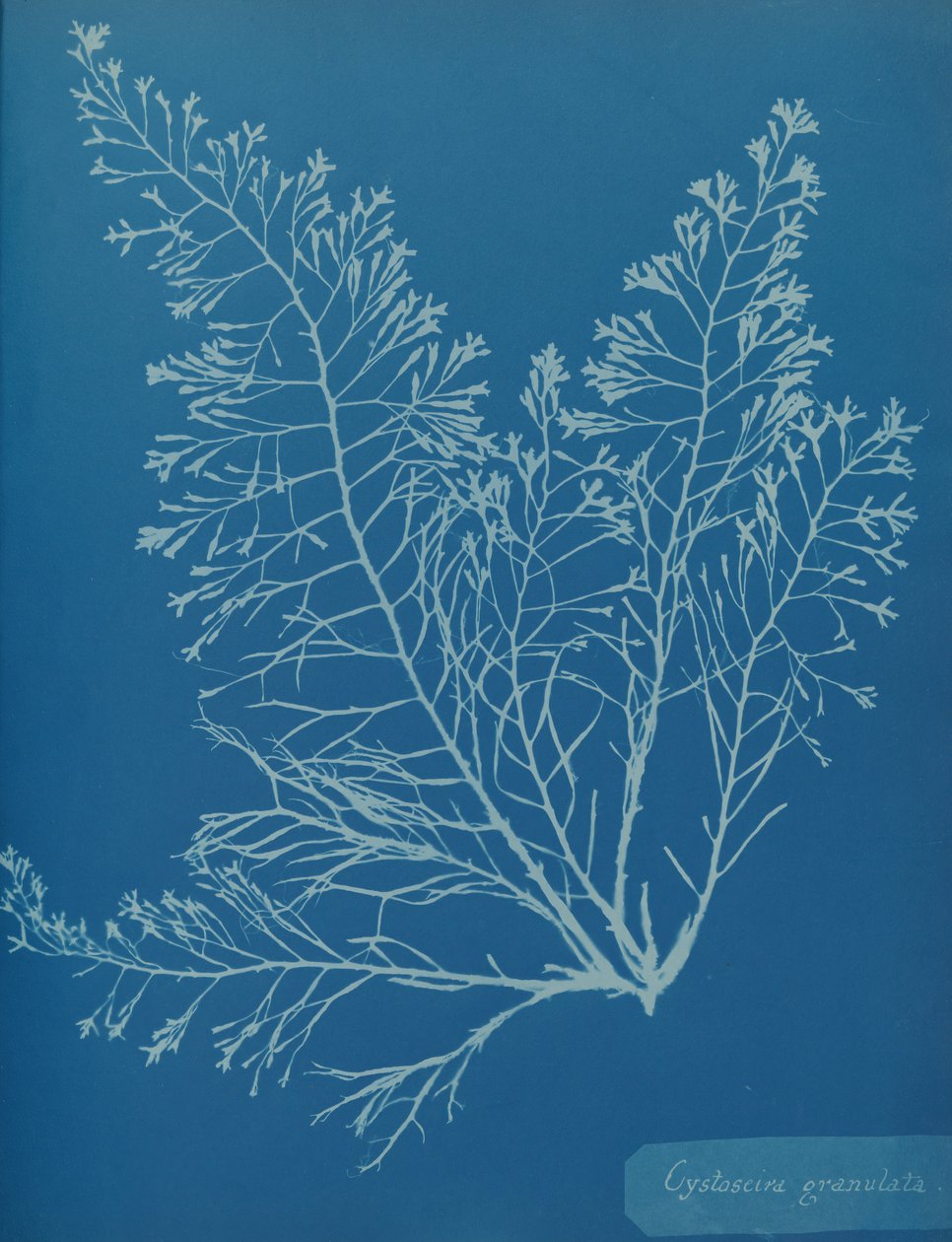 Cystoseira granulata, n. 1853. tekijältä Anna Atkins