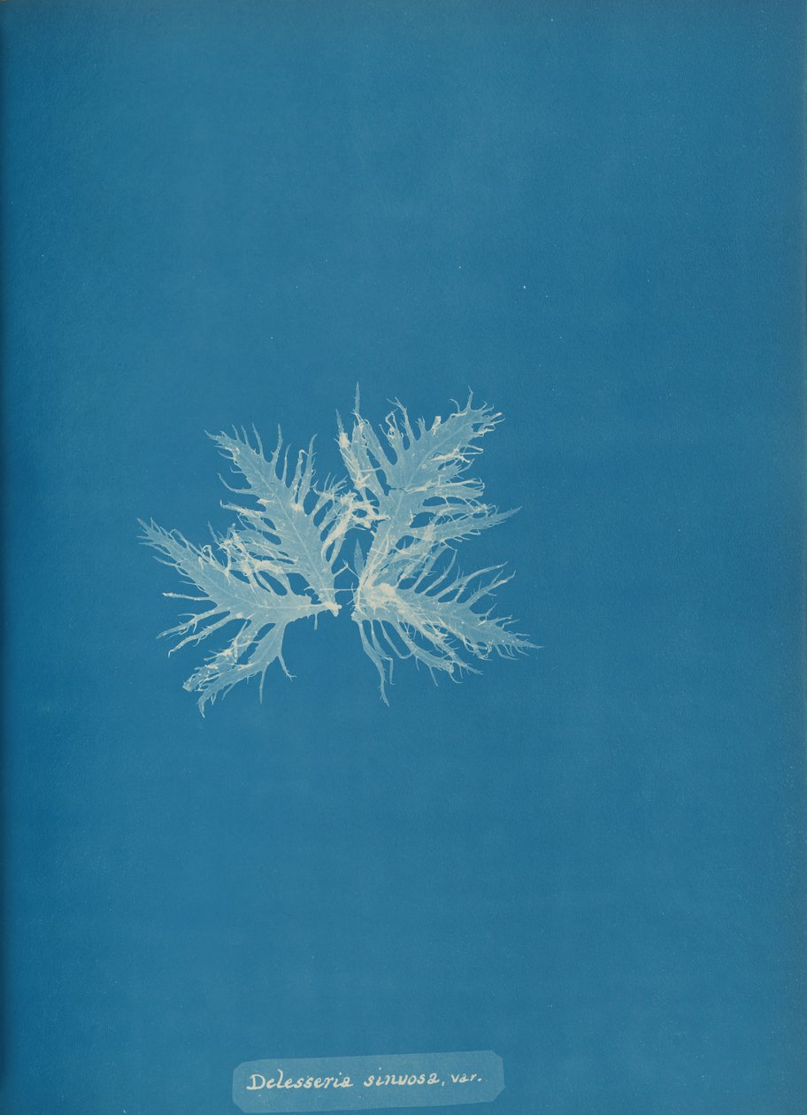 Delesseria sinvosa, var., ca. 1853. tekijältä Anna Atkins
