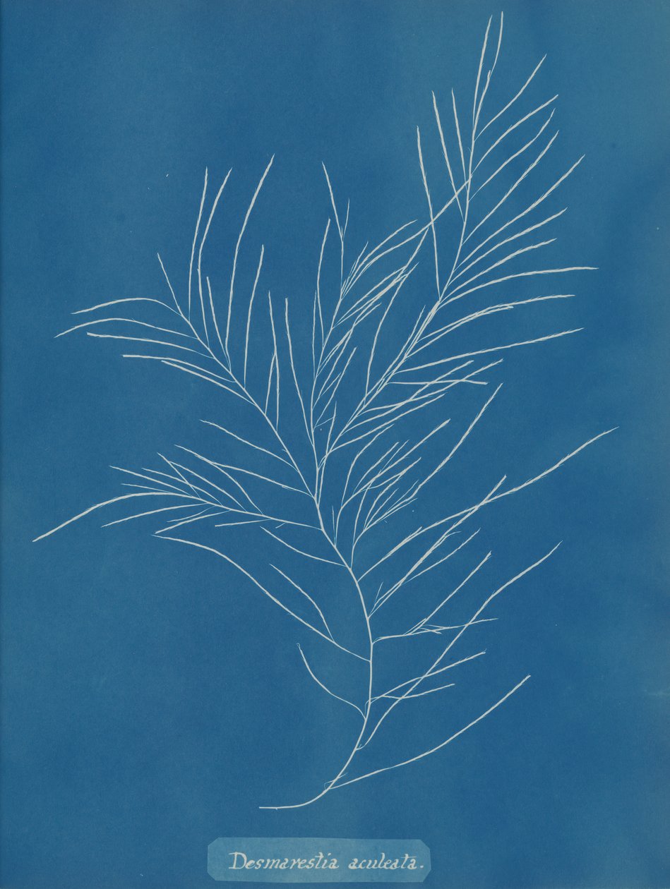 Desmarestia aculeata, n. 1853. tekijältä Anna Atkins