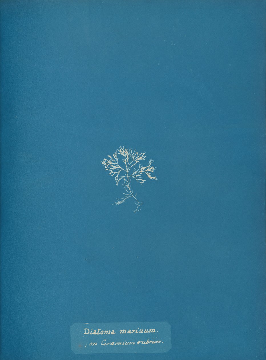 Meren piilevät Ceramium rubrumilla, n. 1853 tekijältä Anna Atkins