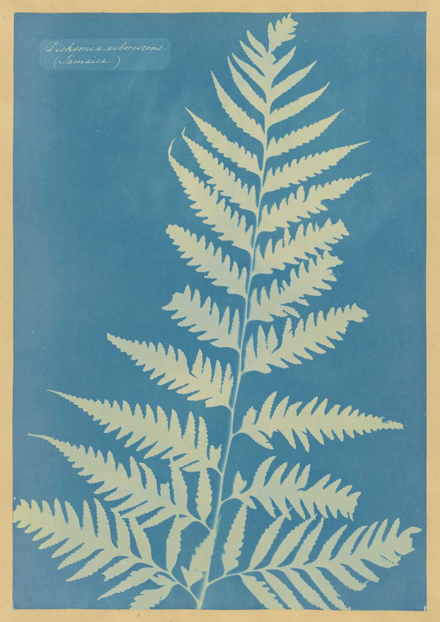 Dichsonia arborescens, Jamaika tekijältä Anna Atkins