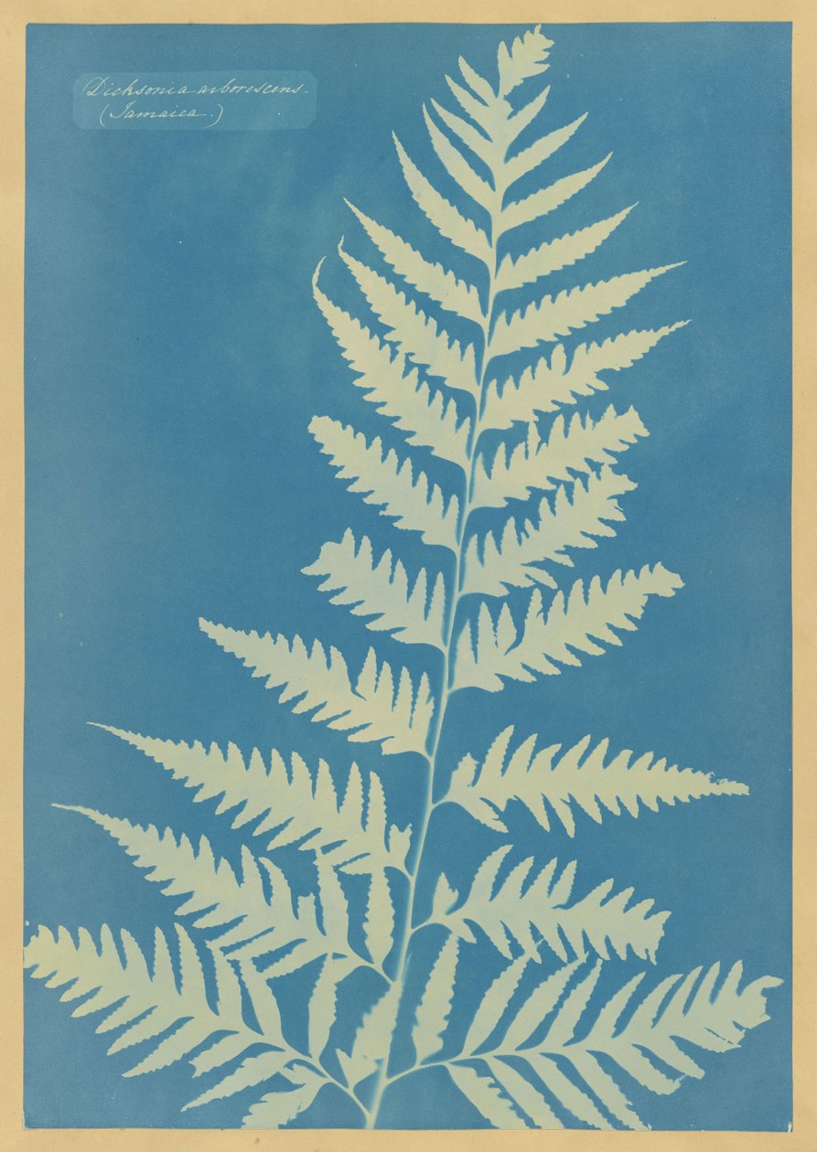 Dicksonia arborescens, Jamaika tekijältä Anna Atkins