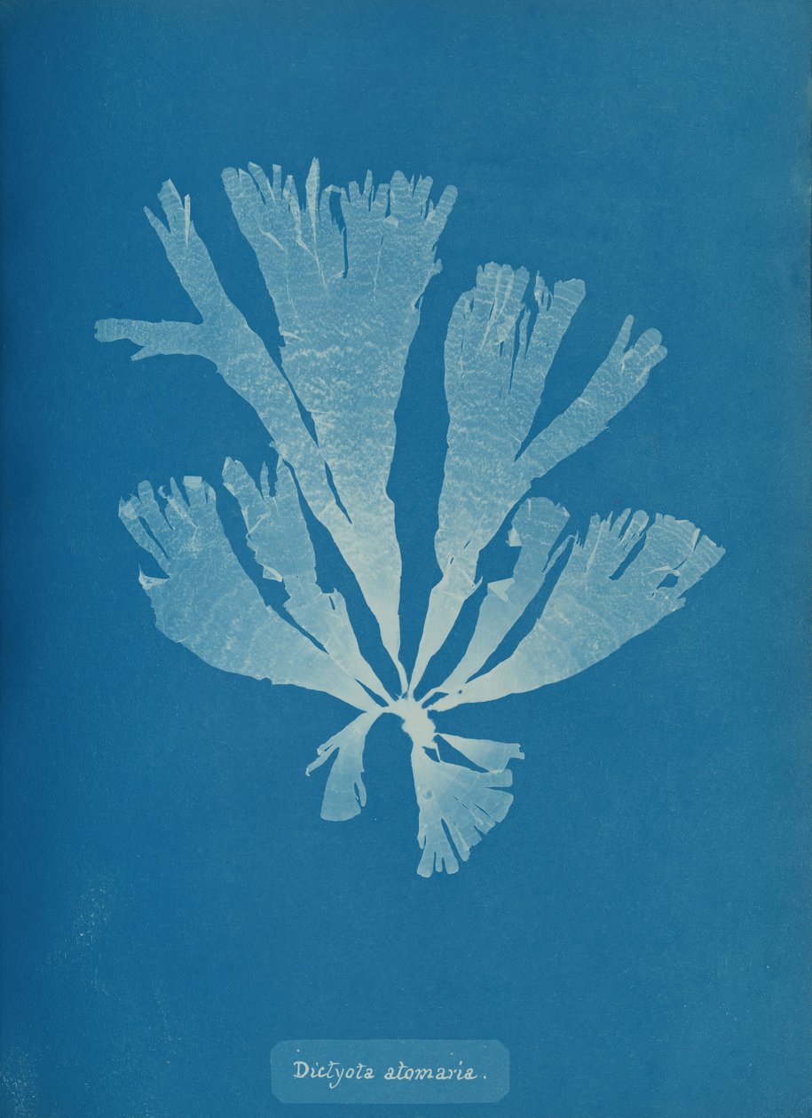 Dictyota atomaria, n. 1853. tekijältä Anna Atkins
