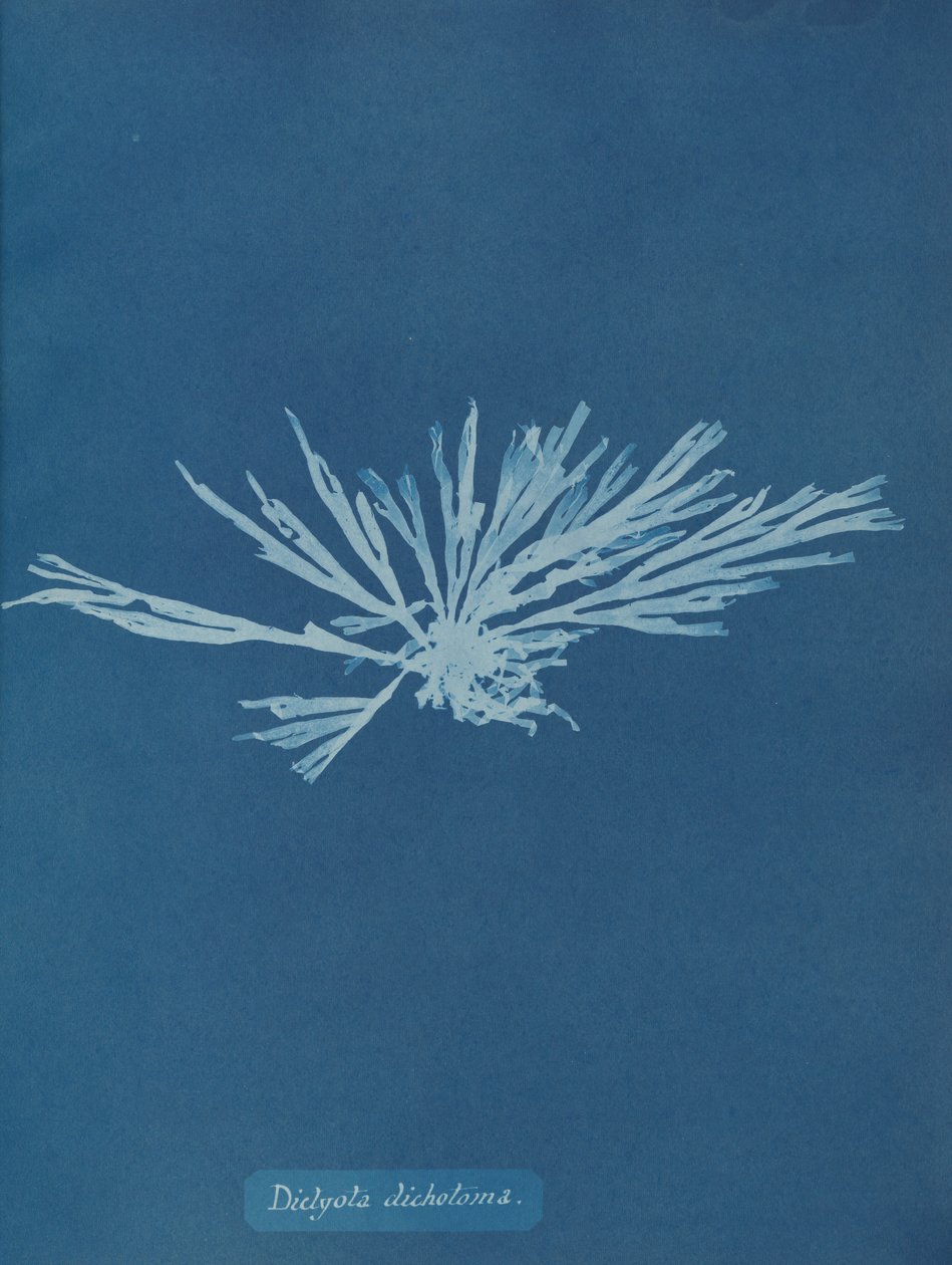 Dictyota dichotoma, n. 1853. tekijältä Anna Atkins
