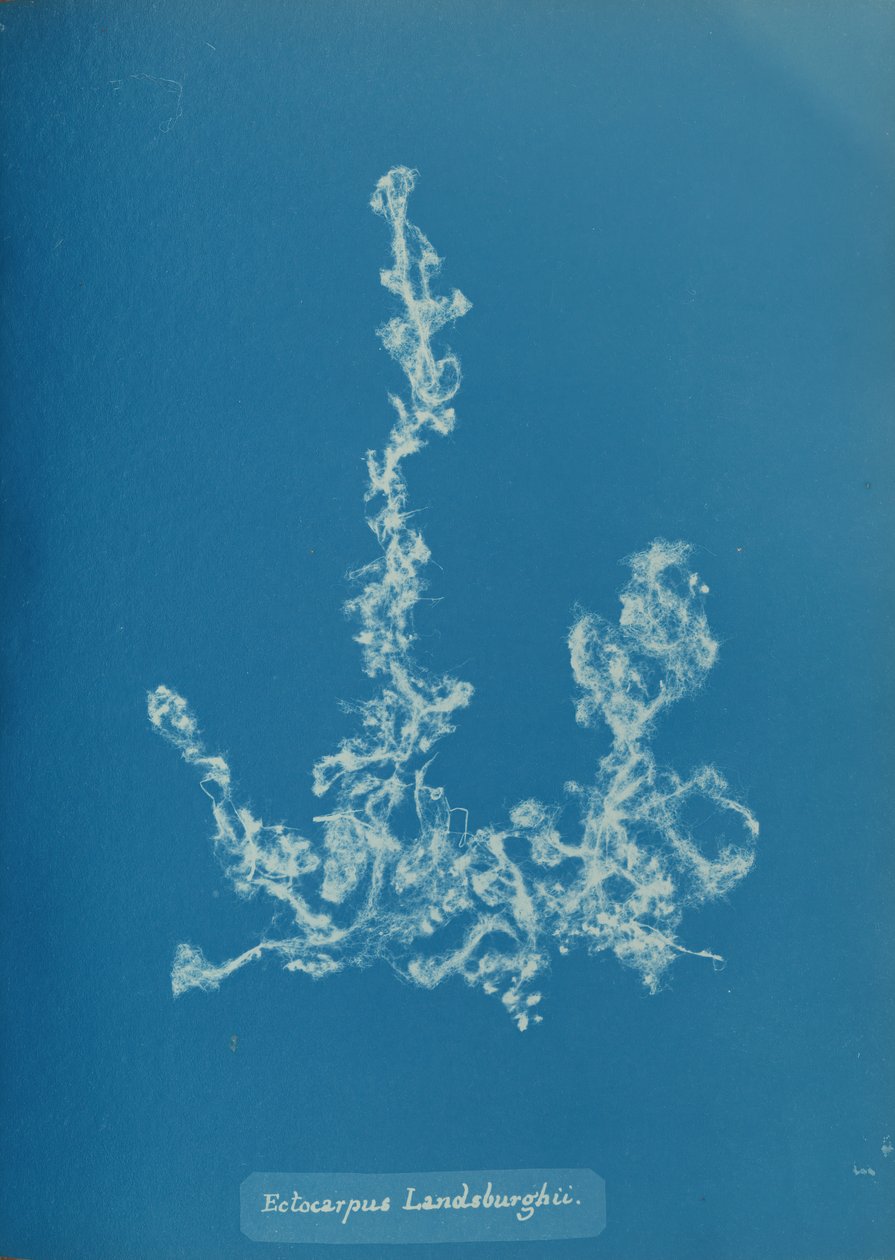 Ectocarpus Landsburghii, n. 1853. tekijältä Anna Atkins