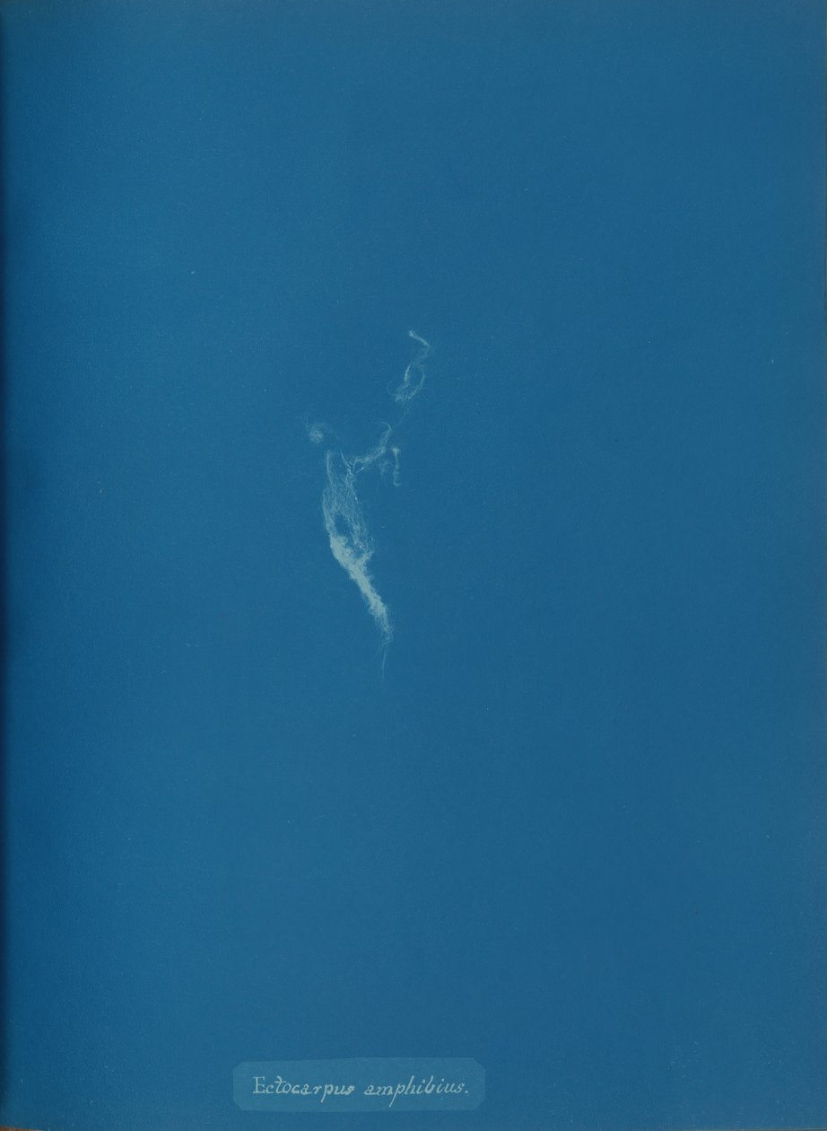 Ectocarpus amphibius, n. 1853. tekijältä Anna Atkins