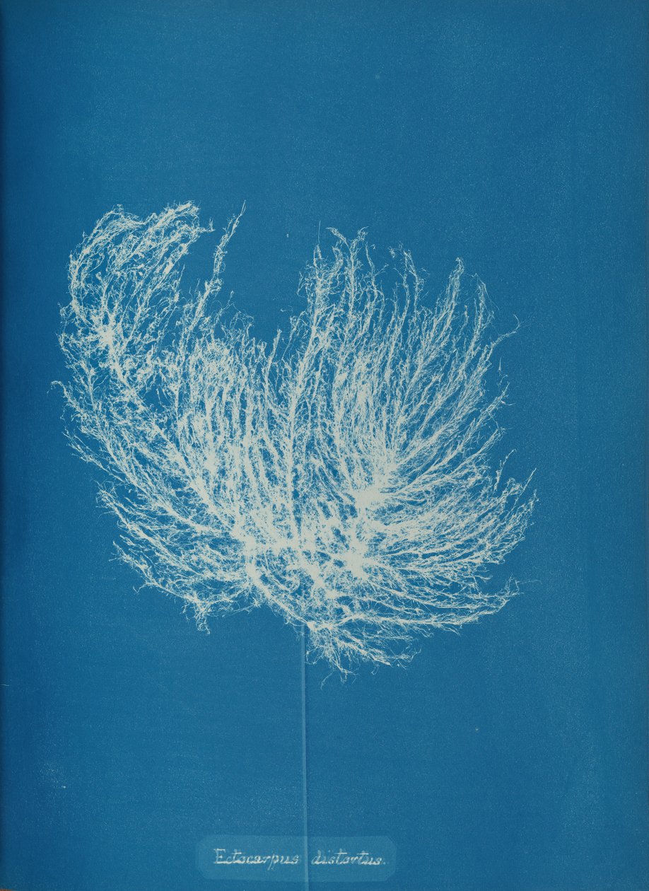 Ectocarpus distantus, n. 1853. tekijältä Anna Atkins