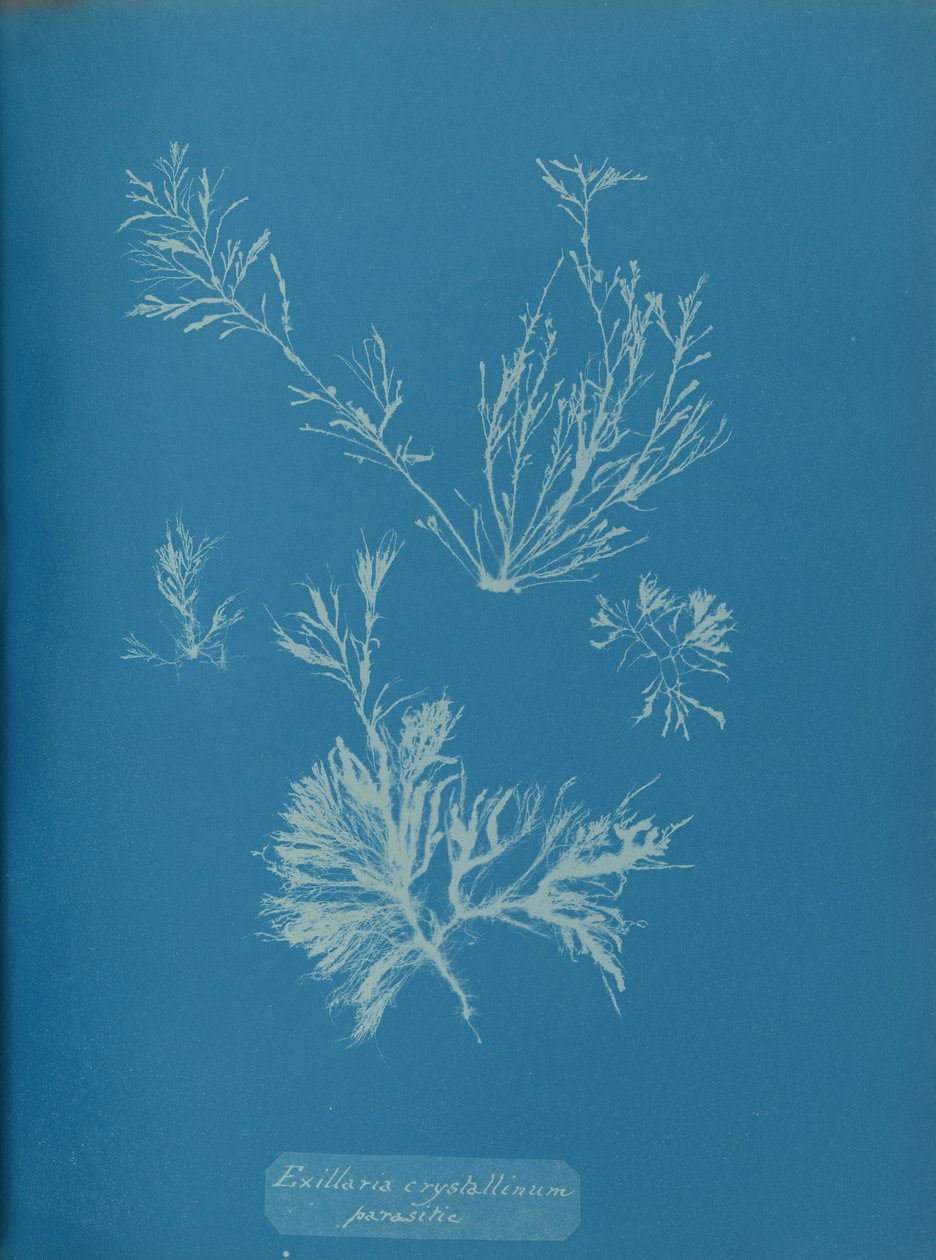 Exillaria crystallinum parasitic, n. 1853. tekijältä Anna Atkins