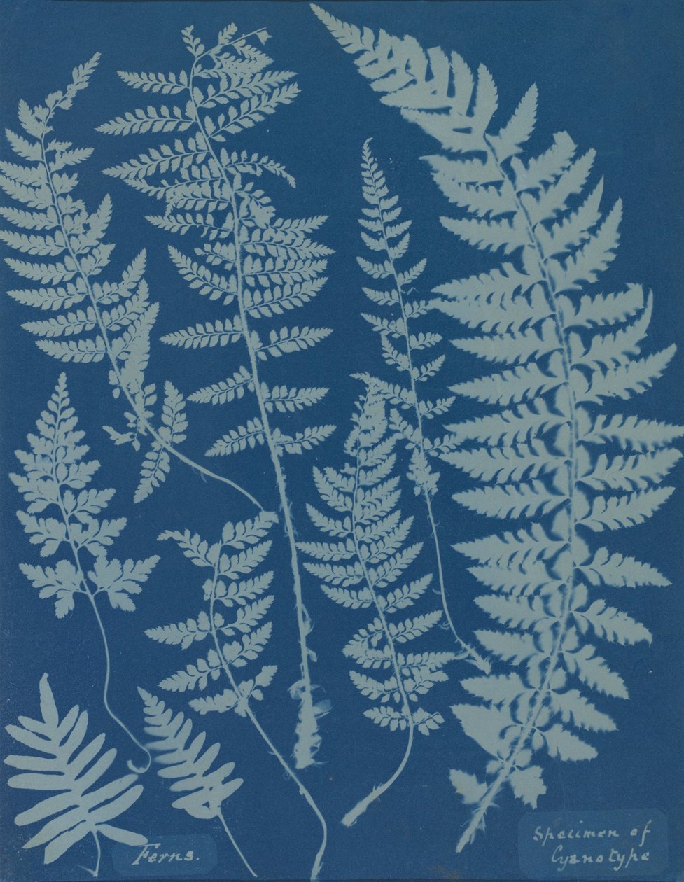 Saniaiset. Näyte syanotyypistä, 1840-luku. tekijältä Anna Atkins